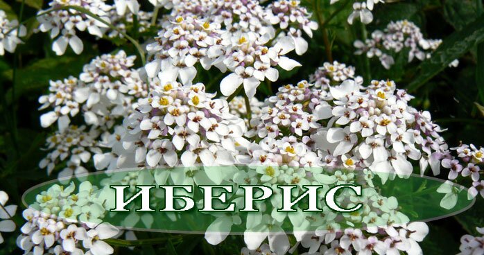 иберис