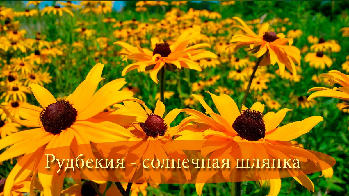 Рудбекия