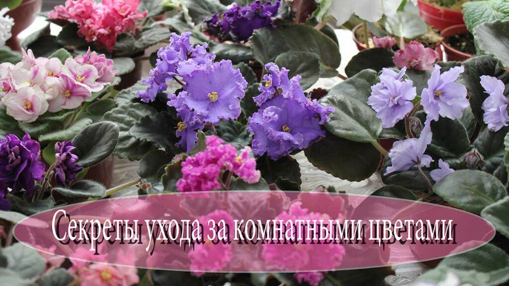секреты ухода за домашними растениями