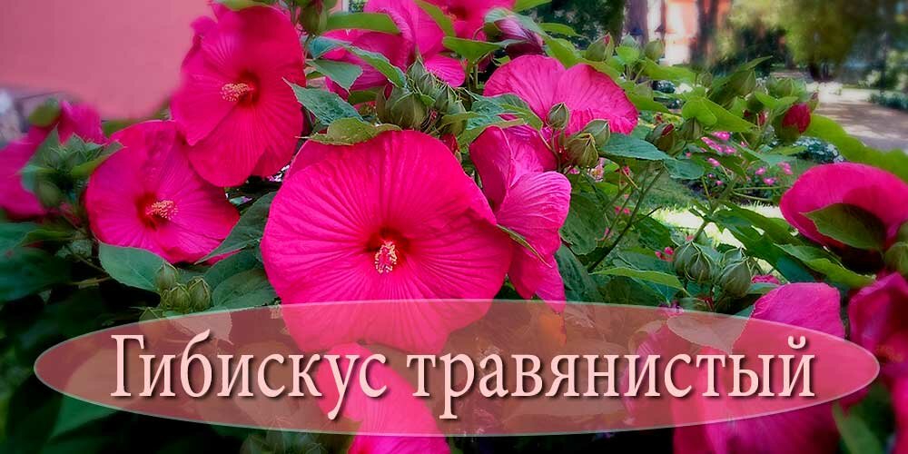 mnogoletnij-travyanistyj-gibiskus-krupnyj